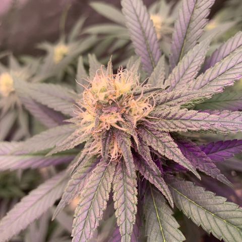 Zkittle LPC, TP & Palp Kush growlog photo: Buds stacking 