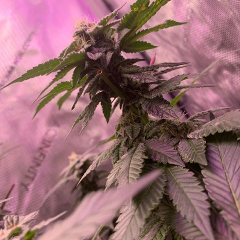 Zkittle LPC, TP & Palp Kush growlog photo: Buds stacking 