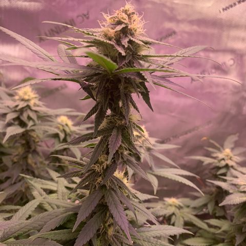 Zkittle LPC, TP & Palp Kush growlog photo: Buds stacking 