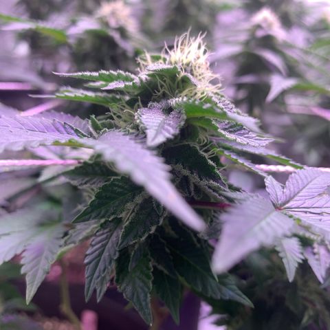 Zkittle LPC, TP & Palp Kush growlog photo: Buds stacking 