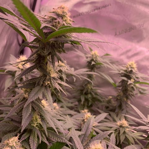Zkittle LPC, TP & Palp Kush growlog photo: Buds stacking 