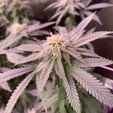 Zkittle LPC, TP & Palp Kush growlog photo: Buds stacking 