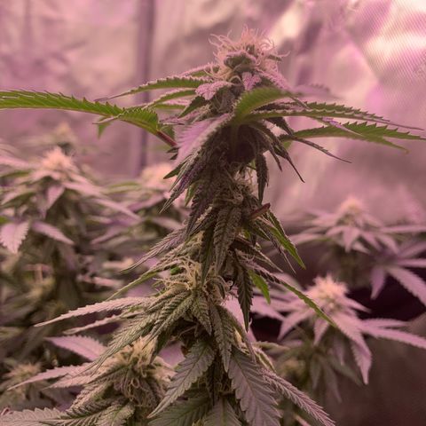 Zkittle LPC, TP & Palp Kush growlog photo: Buds stacking 