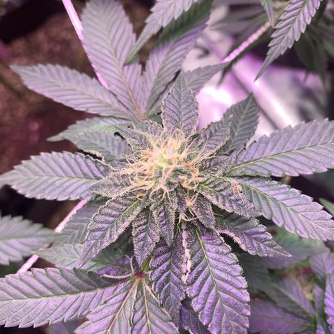 Zkittle LPC, TP & Palp Kush growlog photo: Buds stacking 