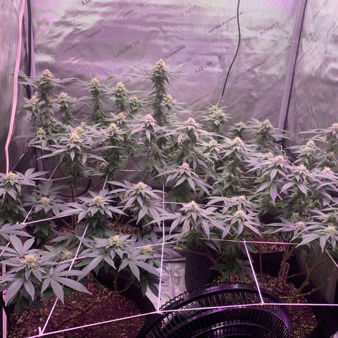 Zkittle LPC, TP & Palp Kush growlog photo: Buds stacking 