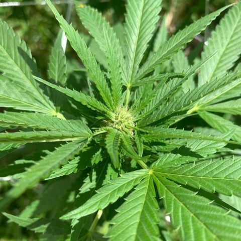 Sour Amnesia & Butter Bean growlog photo: Butter Bean
