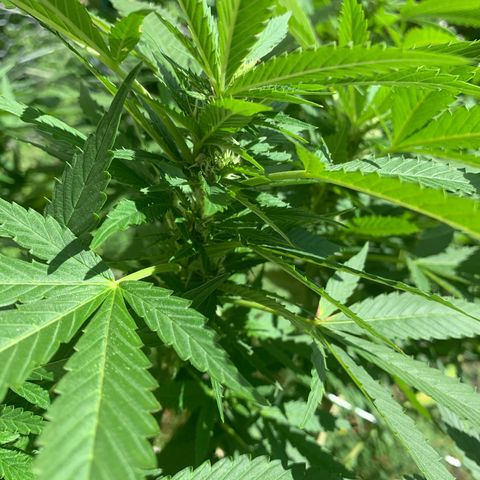 Sour Amnesia & Butter Bean growlog photo: Butter Bean
