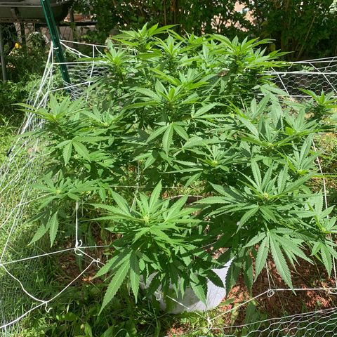 Sour Amnesia & Butter Bean growlog photo: Butter Bean
