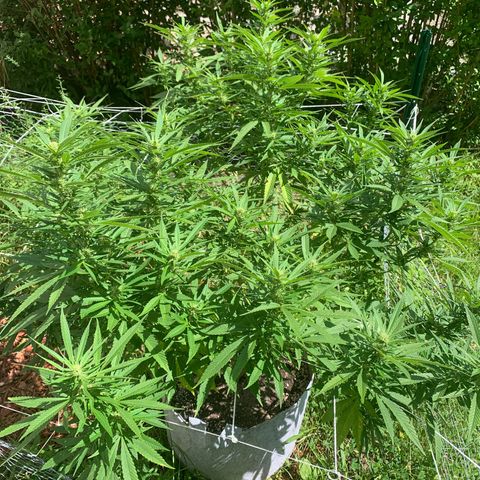 Sour Amnesia & Butter Bean growlog photo: Sour A