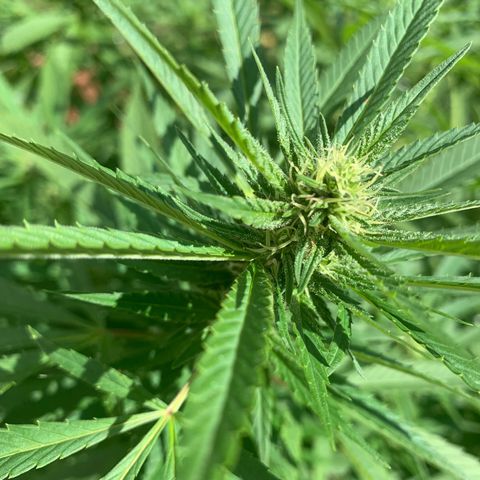 Sour Amnesia & Butter Bean growlog photo: Sour A