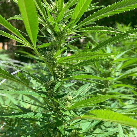 Sour Amnesia & Butter Bean growlog photo: Sour A