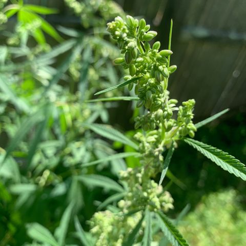 Sour Amnesia & Butter Bean growlog photo: Martin Cheesy Male