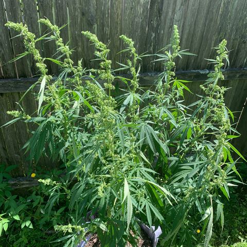 Sour Amnesia & Butter Bean growlog photo: Martin Cheesy Male