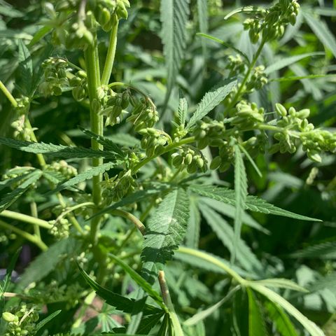 Sour Amnesia & Butter Bean growlog photo: Martin Cheesy Male