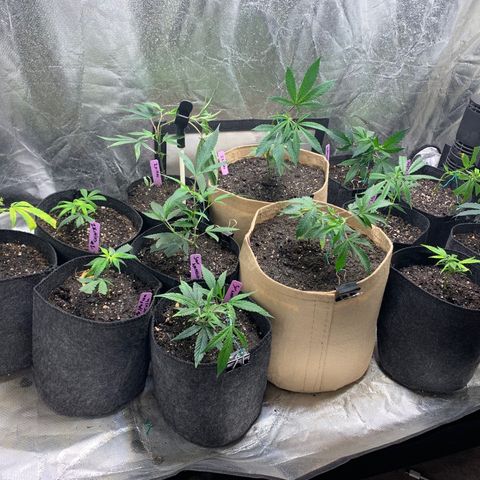 Clone Tent Zkit, LPC, PK, Sour A, BB growlog photo: Transplanted everything
