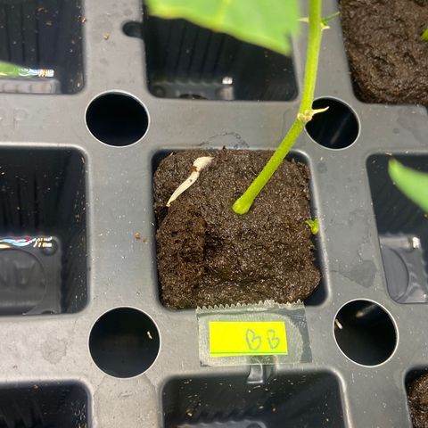 Clone Tent Zkit, LPC, PK, Sour A, BB growlog photo: Transplanted everything
