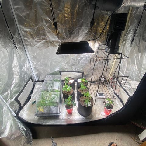 Clone Tent Zkit, LPC, PK, Sour A, BB growlog photo: Transplanted everything