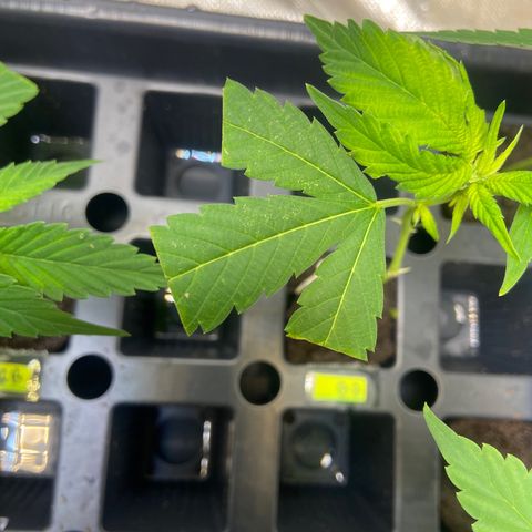 Clone Tent Zkit, LPC, PK, Sour A, BB growlog photo: Transplanted everything