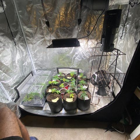 Clone Tent Zkit, LPC, PK, Sour A, BB growlog photo: Transplanted everything