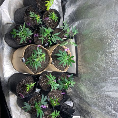 Clone Tent Zkit, LPC, PK, Sour A, BB growlog photo: Transplanted everything