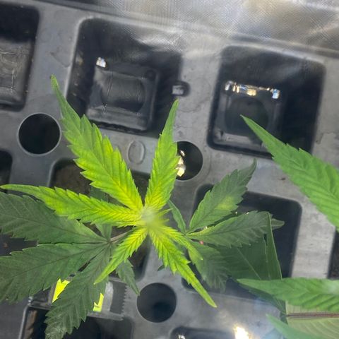 Clone Tent Zkit, LPC, PK, Sour A, BB growlog photo: Transplanted everything