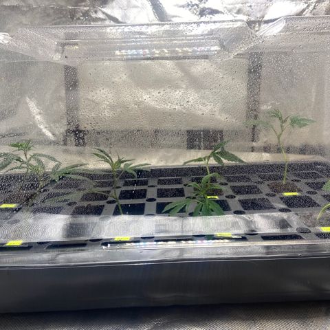 Clone Tent Zkit, LPC, PK, Sour A, BB growlog photo: Transplanted everything