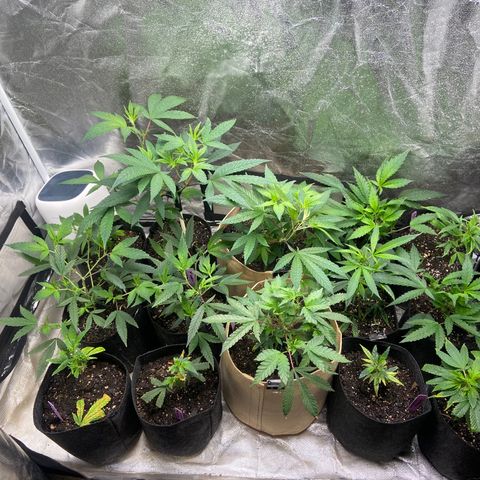 Clone Tent Zkit, LPC, PK, Sour A, BB growlog photo: Most recent