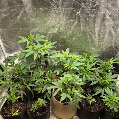 Clone Tent Zkit, LPC, PK, Sour A, BB growlog photo: Getting bushy, 1 more week til flip