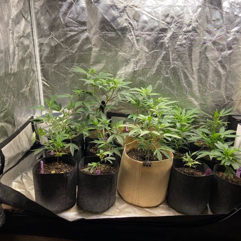 Clone Tent Zkit, LPC, PK, Sour A, BB growlog photo: Getting bushy, 1 more week til flip