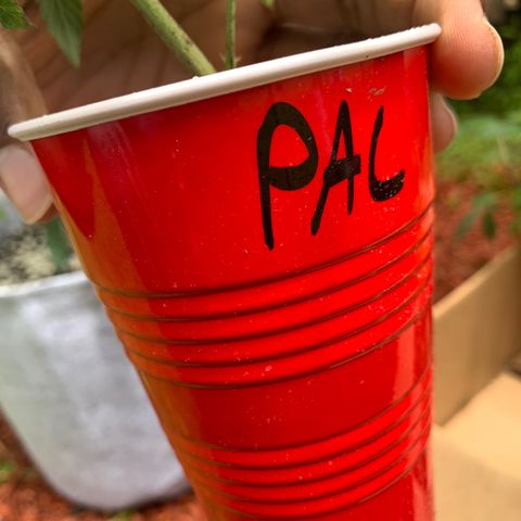 Zkittle LPC, TP & Palp Kush growlog photo: Freshly scooped clones , red cup tings