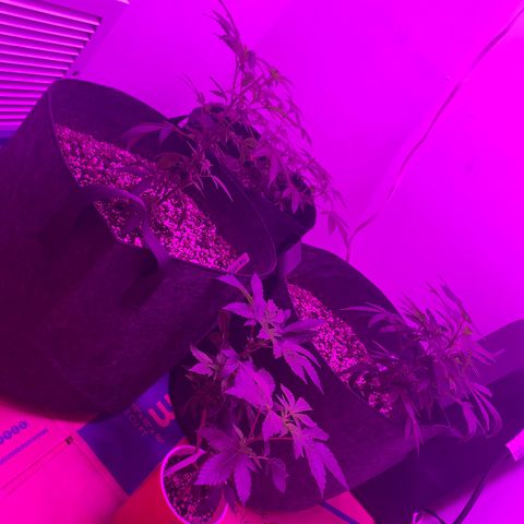 Zkittle LPC, TP & Palp Kush growlog photo: Freshly scooped clones , red cup tings