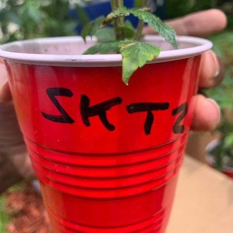 Zkittle LPC, TP & Palp Kush growlog photo: Freshly scooped clones , red cup tings
