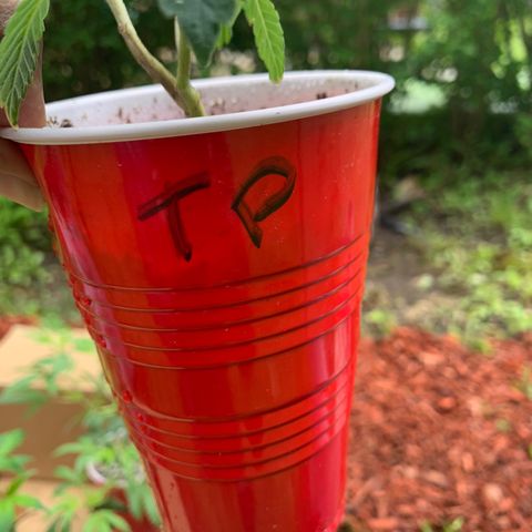 Zkittle LPC, TP & Palp Kush growlog photo: Freshly scooped clones , red cup tings