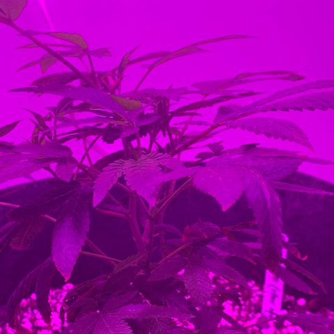 Zkittle LPC, TP & Palp Kush growlog photo: Closet set up, burple light, high humidity, poor airflow