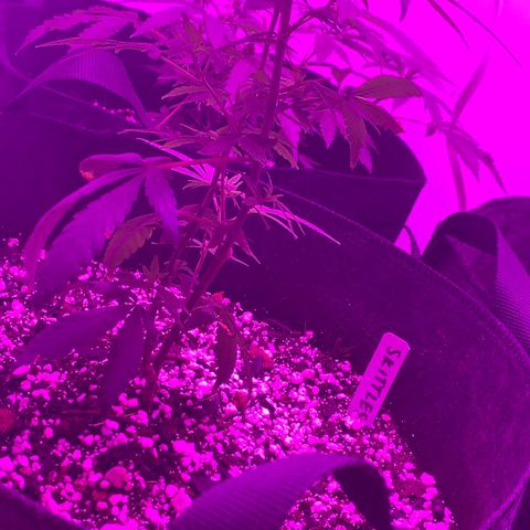 Zkittle LPC, TP & Palp Kush growlog photo: Closet set up, burple light, high humidity, poor airflow