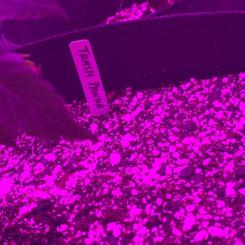Zkittle LPC, TP & Palp Kush growlog photo: Closet set up, burple light, high humidity, poor airflow
