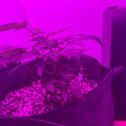 Zkittle LPC, TP & Palp Kush growlog photo: Closet set up, burple light, high humidity, poor airflow