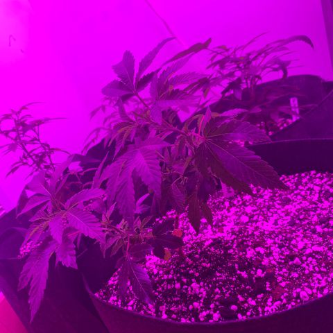 Zkittle LPC, TP & Palp Kush growlog photo: Closet set up, burple light, high humidity, poor airflow