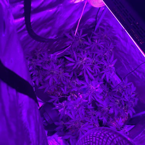 Zkittle LPC, TP & Palp Kush growlog photo: AC INFINITY BIG LEVEL UP