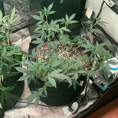 Zkittle LPC, TP & Palp Kush growlog photo: More Training & Trellising