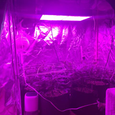 Zkittle LPC, TP & Palp Kush growlog photo: Containing the beast, lots of defoliation & tucking, attempting to manage PM
