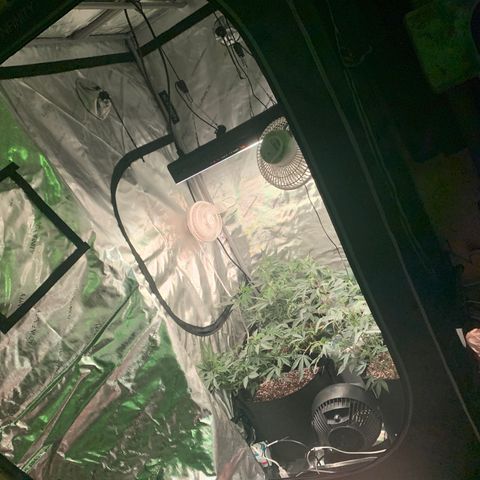 Zkittle LPC, TP & Palp Kush growlog photo: AC INFINITY BIG LEVEL UP