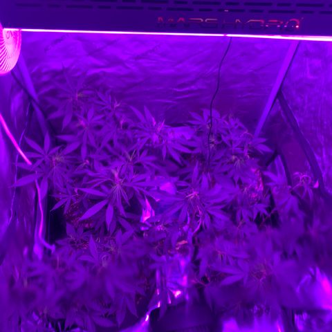 Zkittle LPC, TP & Palp Kush growlog photo: AC INFINITY BIG LEVEL UP