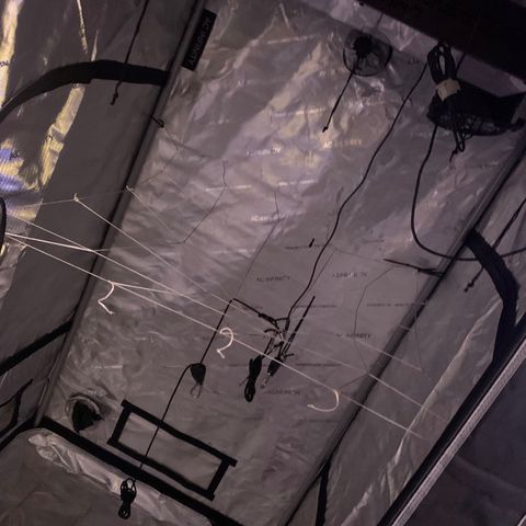 Zkittle LPC, TP & Palp Kush growlog photo: Cleaned tent, then flipped to flower