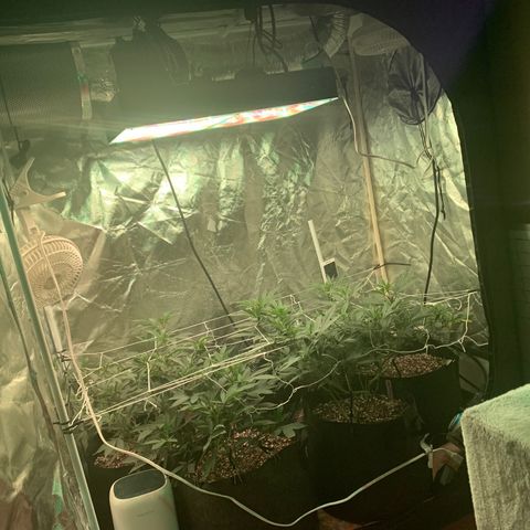 Zkittle LPC, TP & Palp Kush growlog photo: Containing the beast, lots of defoliation & tucking, attempting to manage PM
