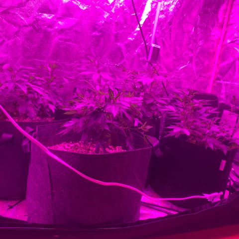 Zkittle LPC, TP & Palp Kush growlog photo: 2x4 tent clutched up, top dressing super soil
