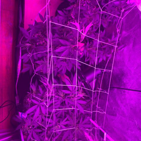 Zkittle LPC, TP & Palp Kush growlog photo: More Training & Trellising