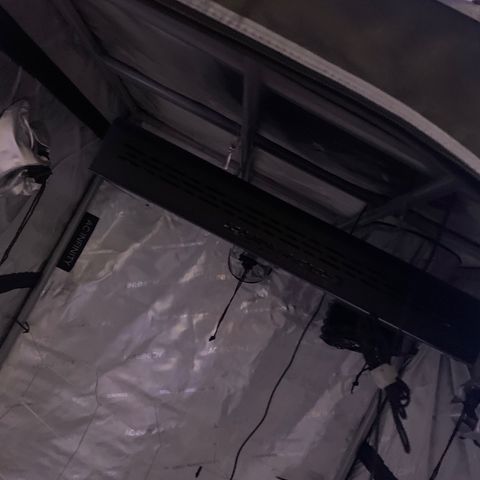 Zkittle LPC, TP & Palp Kush growlog photo: Cleaned tent, then flipped to flower