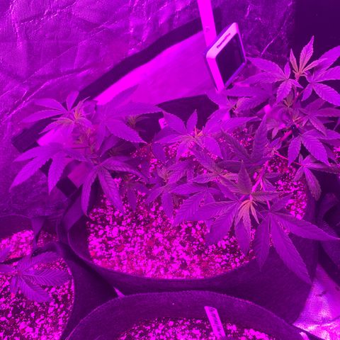 Zkittle LPC, TP & Palp Kush growlog photo: 2x4 tent clutched up, top dressing super soil