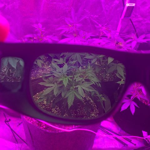 Zkittle LPC, TP & Palp Kush growlog photo: Hard LST, soft HST